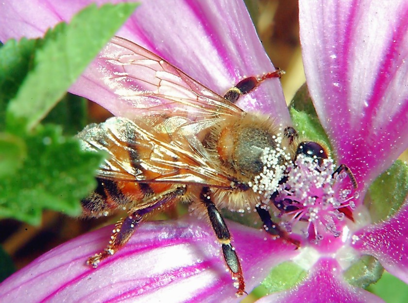 Per chi ama la macrofotografia